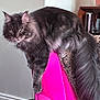 animal, cat, cozy, curious, domestic_cat, ears, fluffy, furniture, gray_cat, home, indoor, living_room, long_tail, looking, pet, pink_chair, relaxing, resting, soft_fur, whiskers
