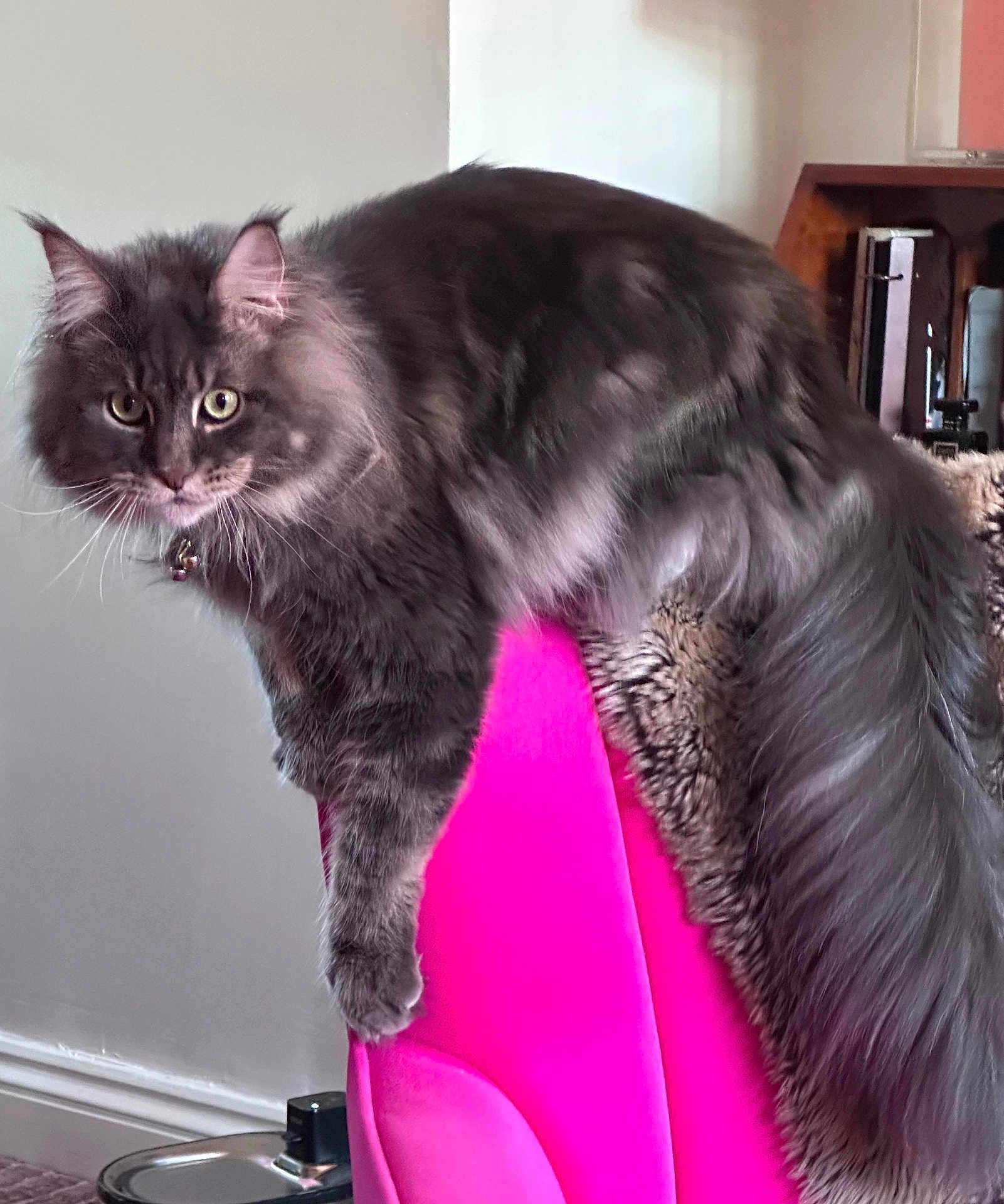 Donnie a rejoint le concours — aidez-le/la à gagner de superbes lots ! animal, cat, cozy, curious, domestic_cat, ears, fluffy, furniture, gray_cat, home, indoor, living_room, long_tail, looking, pet, pink_chair, relaxing, resting, soft_fur, whiskers