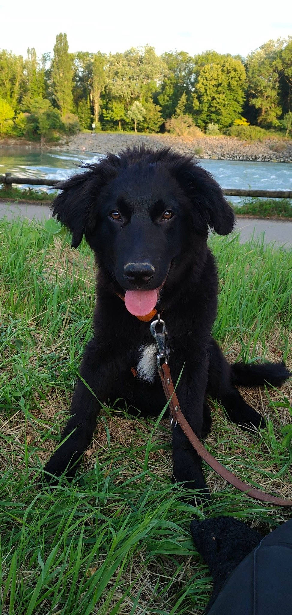 Stanley a rejoint le concours — aidez-le/la à gagner de superbes lots ! borador, canidae, carnivore, collar, companion_dog, dog, dog_breed, dog_collar, fur, grass, gun_dog, hunting_dog, plant, snout, sporting_group, tail, terrestrial_animal, water, working_animal, working_dog