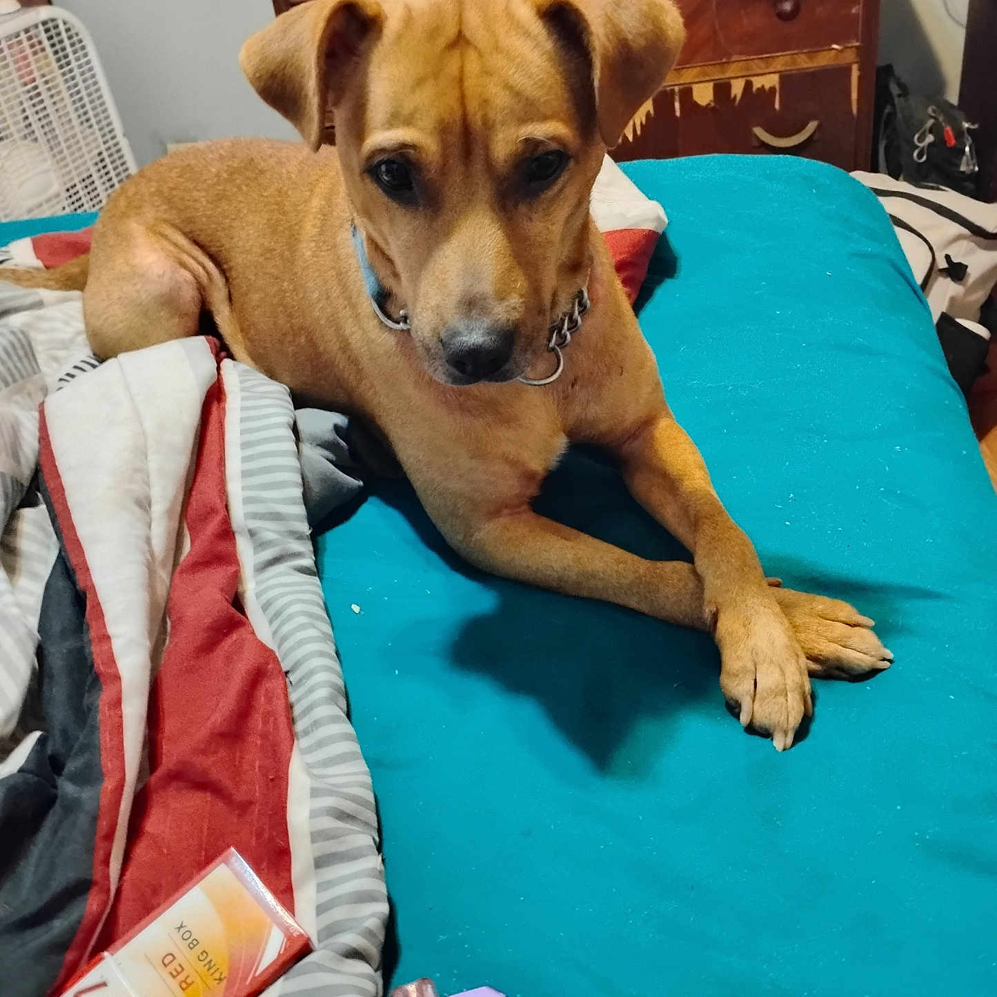 Lil Man is registered to the contest to win money with this photo: dog, bed, blanket, pillow, indoor, furniture, drawer, collar, paw, pet, brown_dog, relaxed, lying_down, fabric, room, wood, comfort, casual, domestic, resting