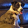 dog, pet, canine, black_and_white, mixed_breed, portrait, sitting, lounging, tongue_out, happy, playful, collar, leather_couch, indoors, living_room, blue_lighting, warm_lighting, furry, animal, relaxed