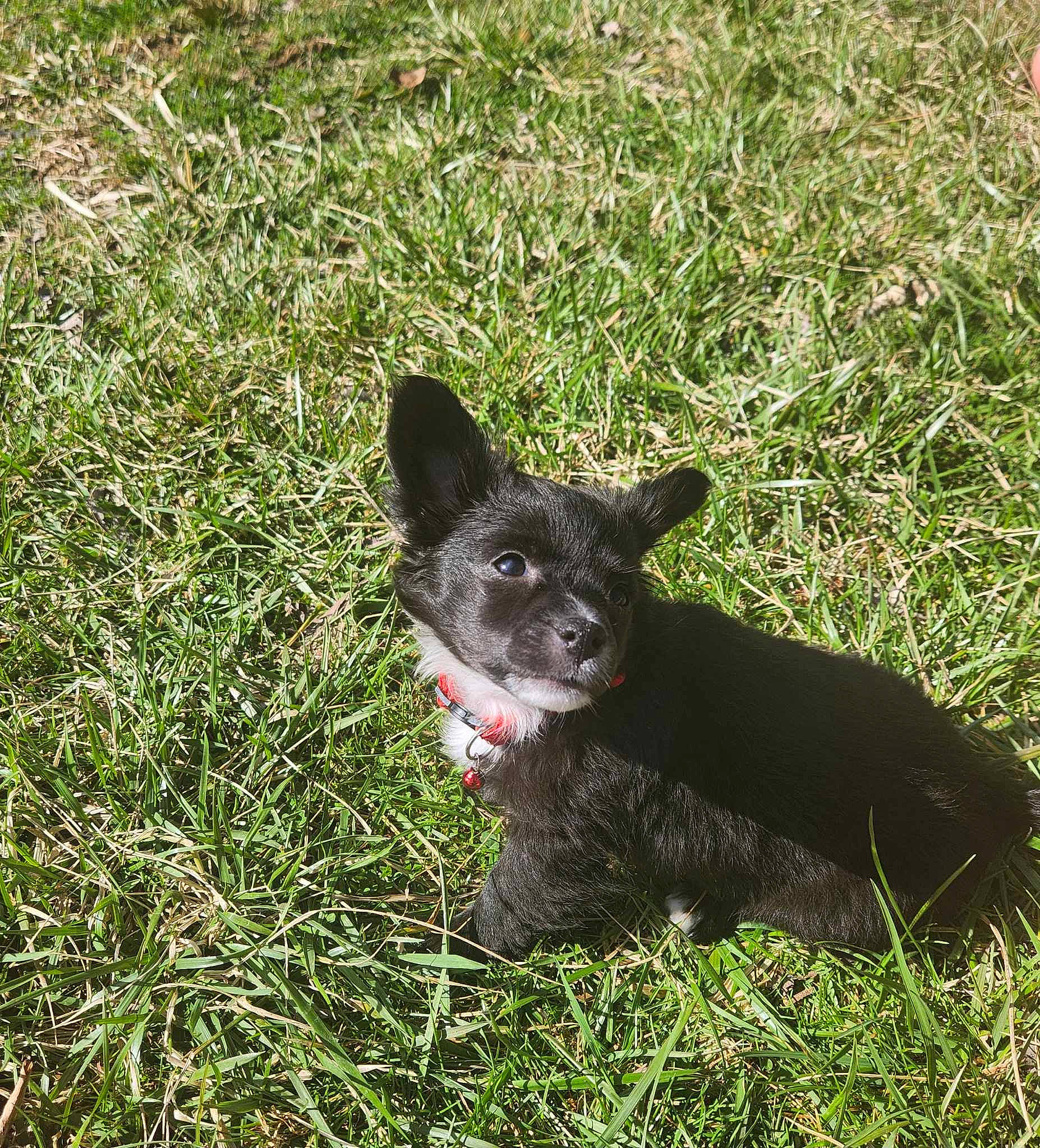 Hallie is registered to the contest to win money with this photo: borador, canidae, carnivore, companion_dog, dog, dog_breed, fur, grass, groundcover, herding_dog, hunting_dog, non_sporting_group, plant, soil, sporting_group, tail, terrestrial_animal, whiskers, working_animal, working_dog