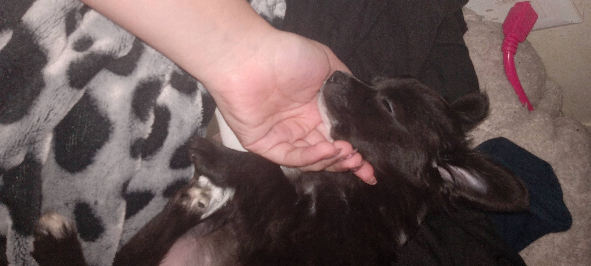 Hallie joined the competition — help win amazing prizes! carnivore, claw, comfort, companion_dog, dog, dog_breed, foot, fur, gesture, human_leg, liver, nail, natural_material, pattern, thumb, watch, working_animal, wrist