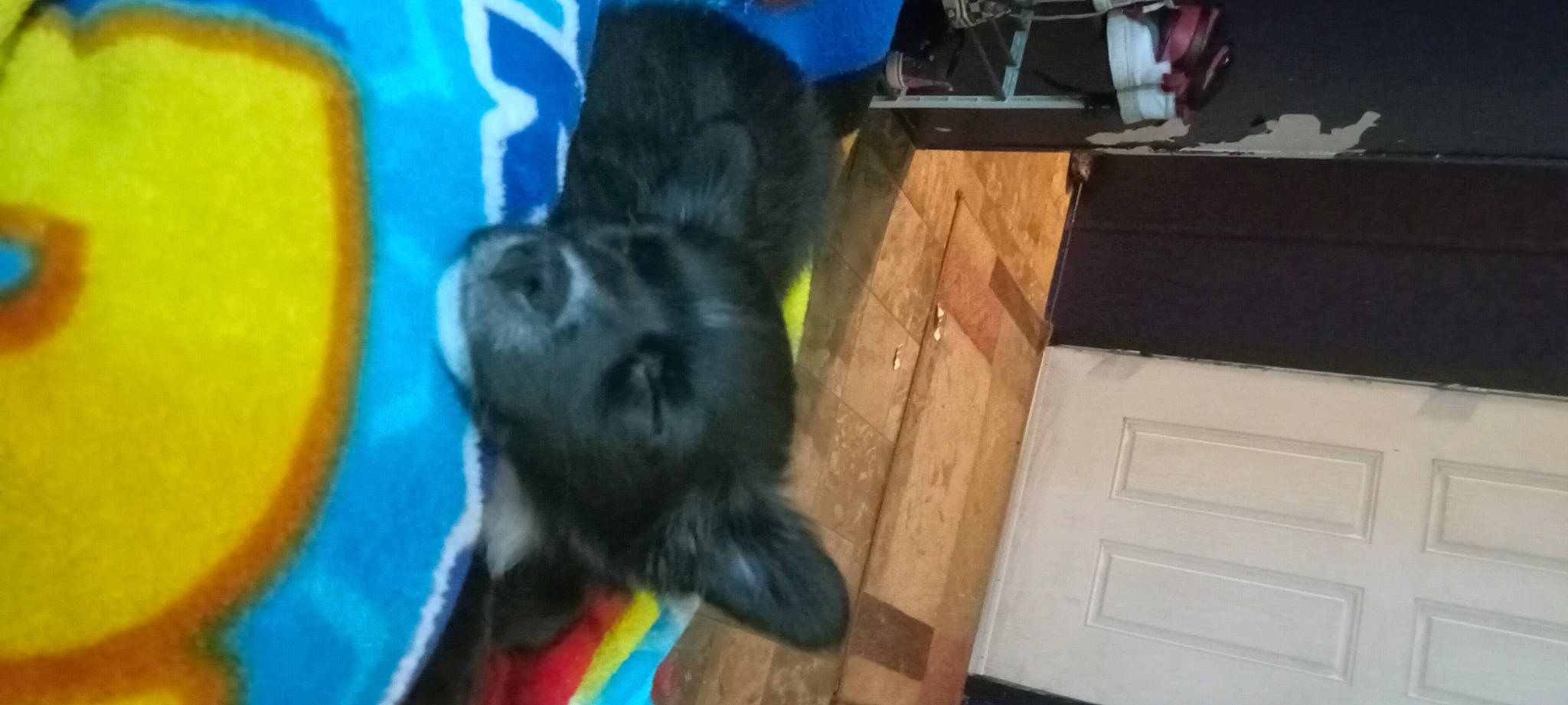 Hallie is registered to the contest to win money with this photo: art, cabinetry, carnivore, companion_dog, dog, dog_breed, door, drawer, electric_blue, fawn, flooring, fur, hardwood, liver, rainbow, snout, sporting_group, tail, wood, working_animal