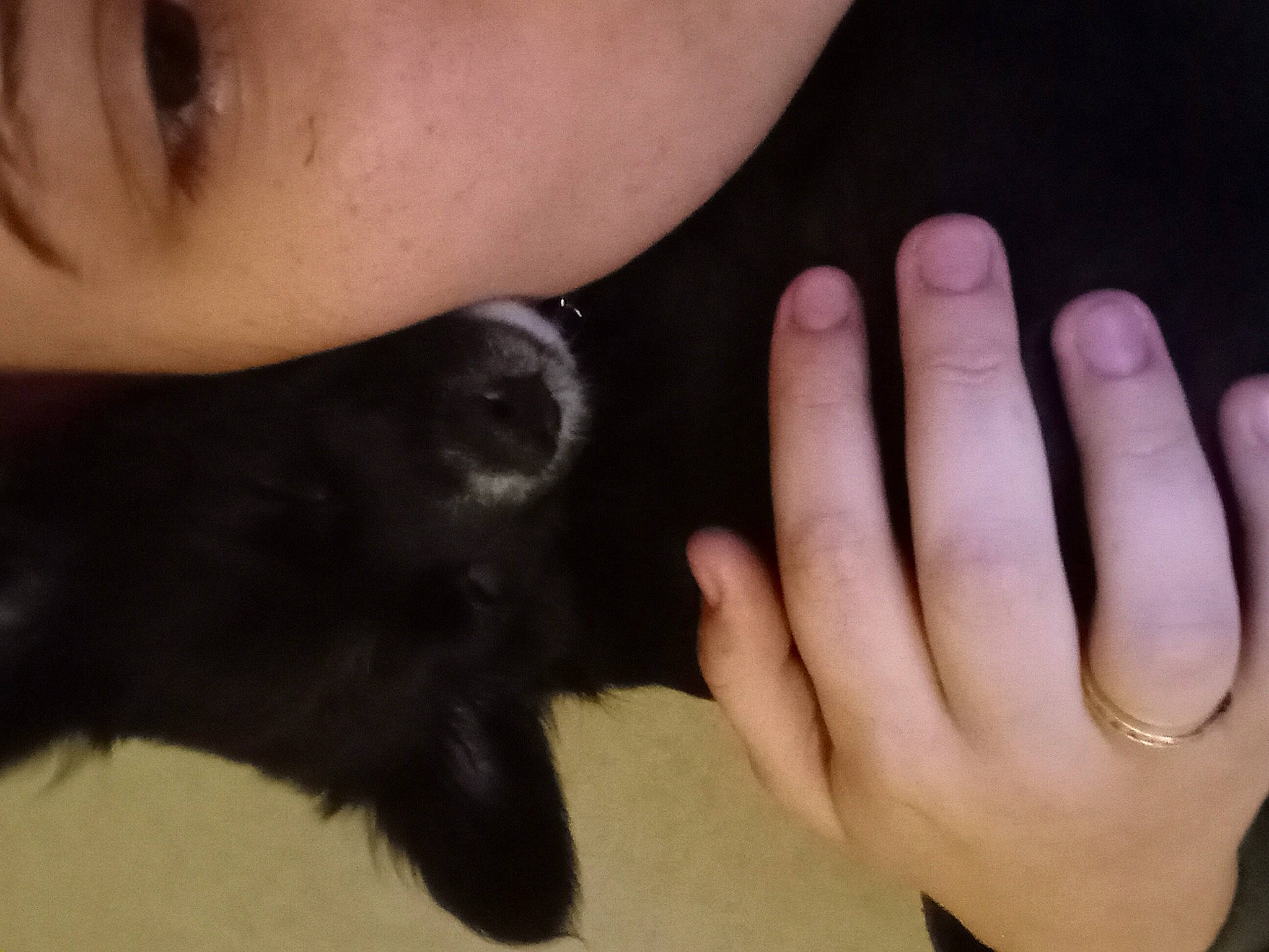 Hallie joined the competition — help win amazing prizes! beard, black_cat, carnivore, companion_dog, dog_breed, eyelash, felidae, finger, fur, gesture, mammal, nail, paw, small_to_medium_sized_cats, snout, thumb, vertebrate, whiskers, working_animal, wrist