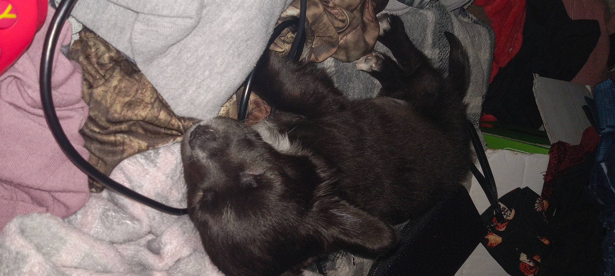 Hallie joined the competition — help win amazing prizes! canidae, carnivore, comfort, companion_dog, dog, dog_breed, fawn, felidae, fur, grey, liver, mammal, paw, small_to_medium_sized_cats, snout, sporting_group, terrestrial_animal, vertebrate, whiskers, working_animal