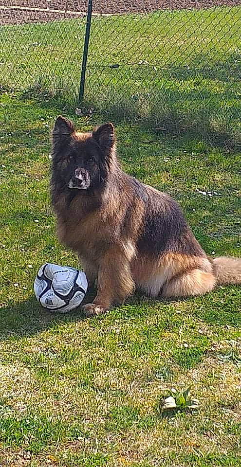 Jaya a rejoint le concours — aidez-le/la à gagner de superbes lots ! ball, canidae, canis, carnivore, castle, companion_dog, dog, dog_breed, fence, football, german_spitz_mittel, grass, grassland, plant, sporting_group, sports_equipment, terrestrial_animal, wildlife, working_animal, working_dog