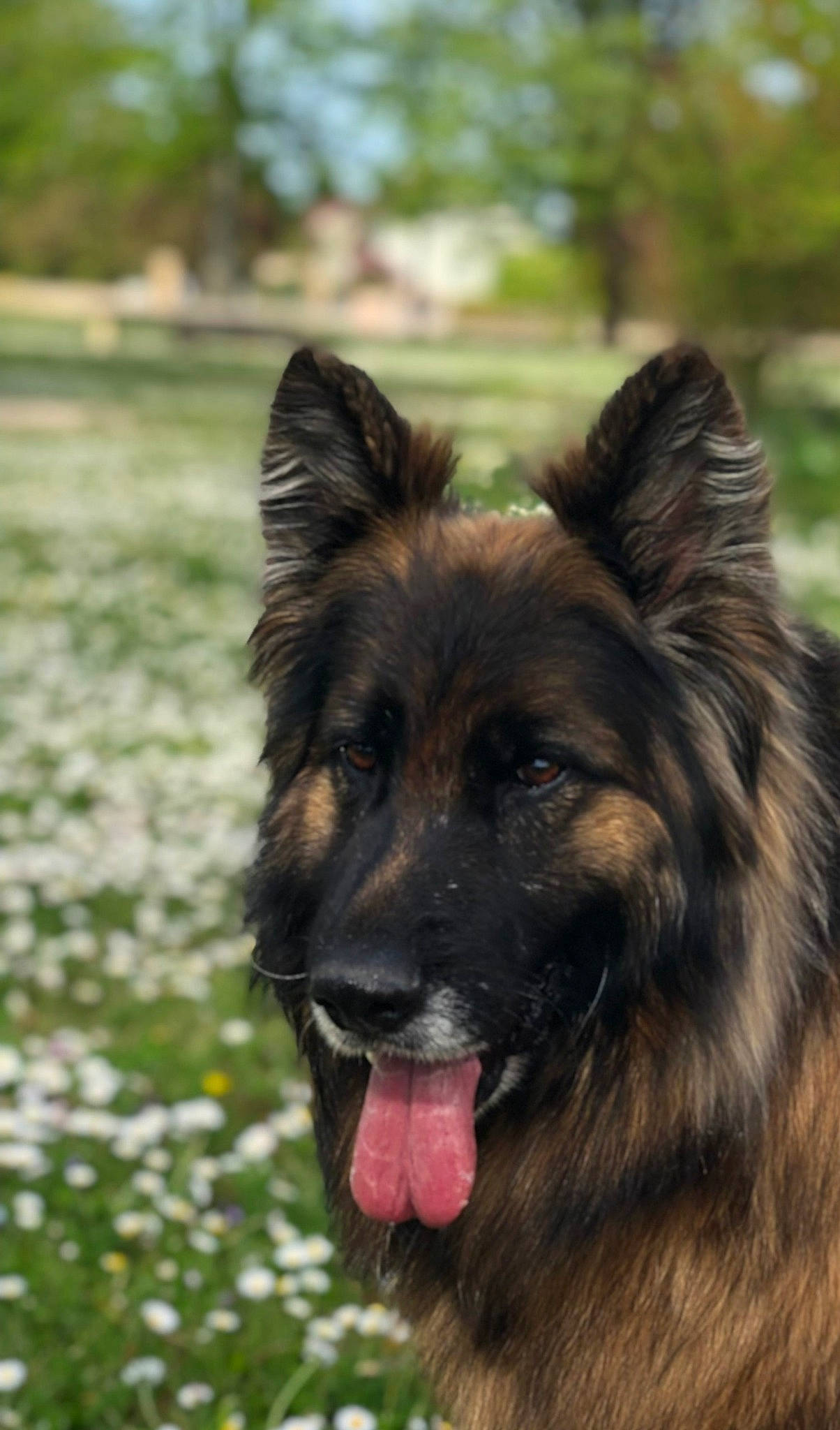 Jaya participe au concours pour gagner de l'argent avec cette photo : ancient_dog_breeds, canidae, carnivore, companion_dog, dog, dog_breed, fawn, fur, german_shepherd_dog, grass, groundcover, herding_dog, king_shepherd, liver, plant, snout, sporting_group, terrestrial_animal, working_animal, working_dog