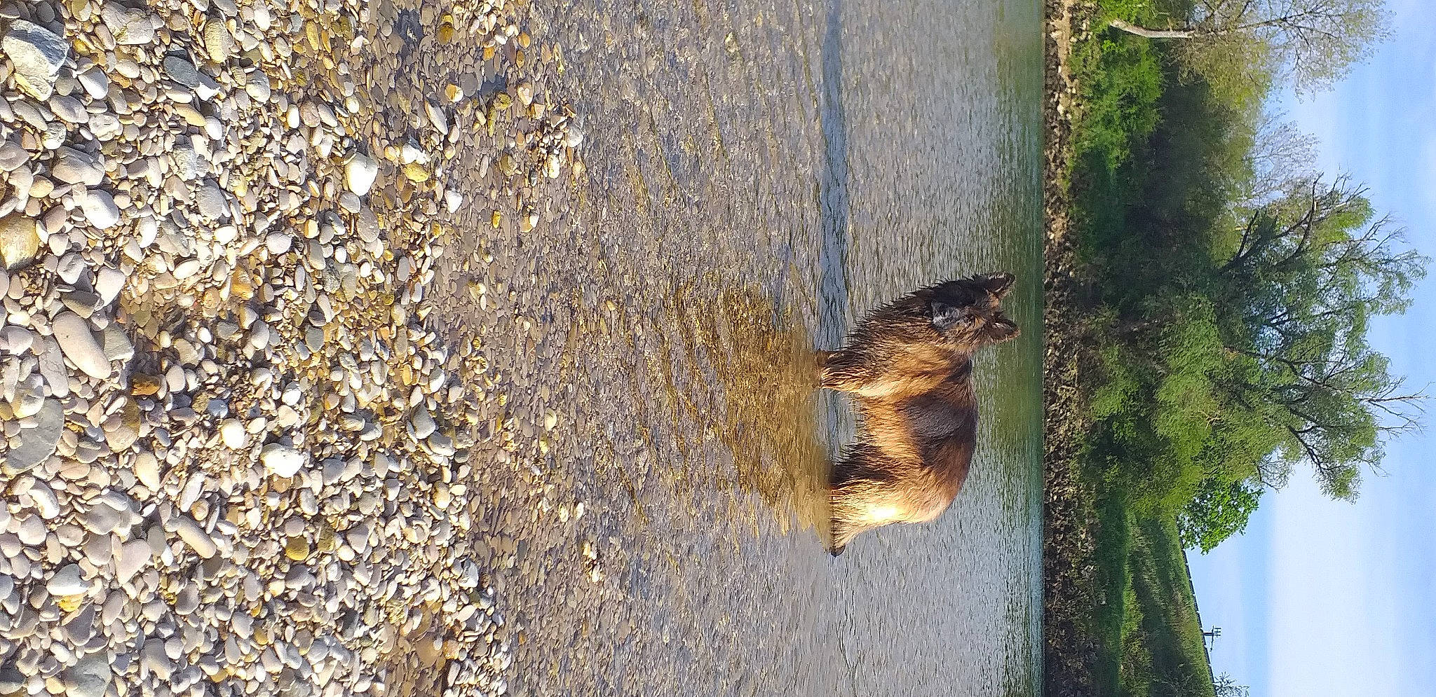 Jaya participe au concours pour gagner de l'argent avec cette photo : asphalt, beak, fur, grass, lake, plant, reflection, road_surface, shadow, soil, sunlight, tail, tar, terrestrial_animal, tree, trunk, water, wildlife, wood