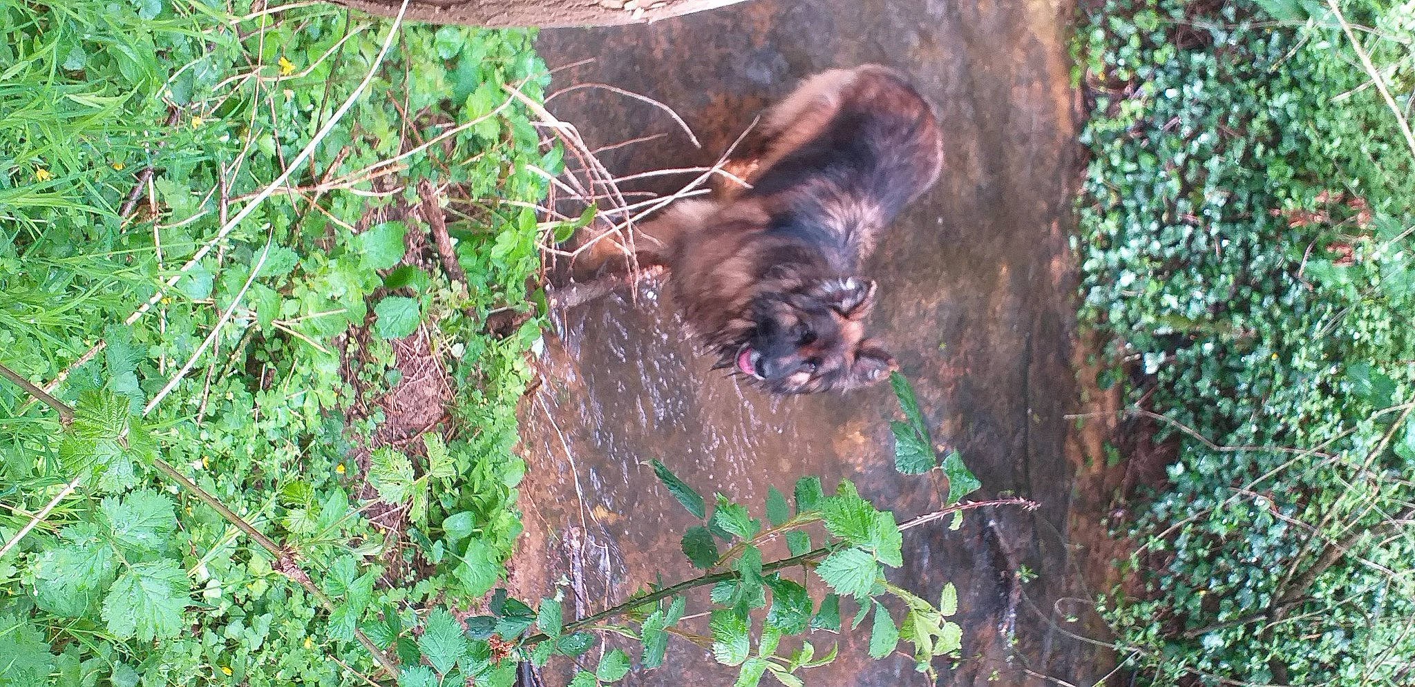 Jaya participe au concours pour gagner de l'argent avec cette photo : canidae, carnivore, dog, dog_breed, fawn, felidae, forest, grass, groundcover, liver, organism, plant, plant_community, snout, soil, sporting_group, tail, terrestrial_animal, trunk, wood
