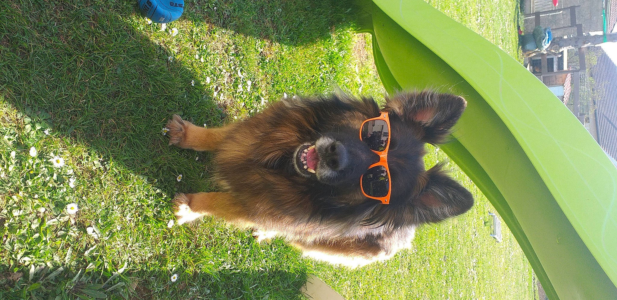 Jaya participe au concours pour gagner de l'argent avec cette photo : biting, canidae, carnivore, companion_dog, dog_breed, fawn, fur, grass, old_german_shepherd_dog, palm_tree, paw, plant, primate, snout, sporting_group, terrestrial_animal, terrestrial_plant, tree, whiskers, wildlife