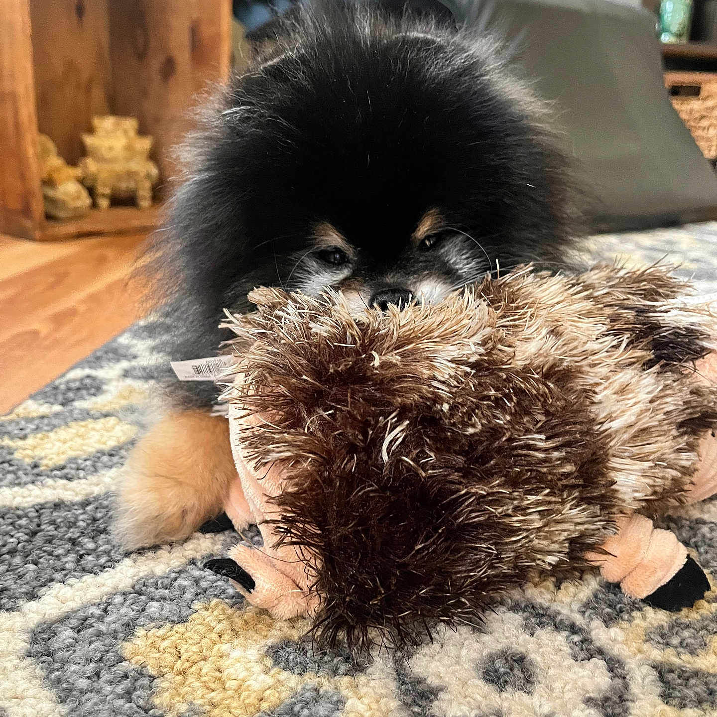 Bentley joined the competition — help win amazing prizes! animal, black_fur, carpet, cozy, cute, decor, dog, floor, furry, home, indoor, pet, playing, plush_toy, pomeranian, puppy, small_dog, soft, tan_fur, toy