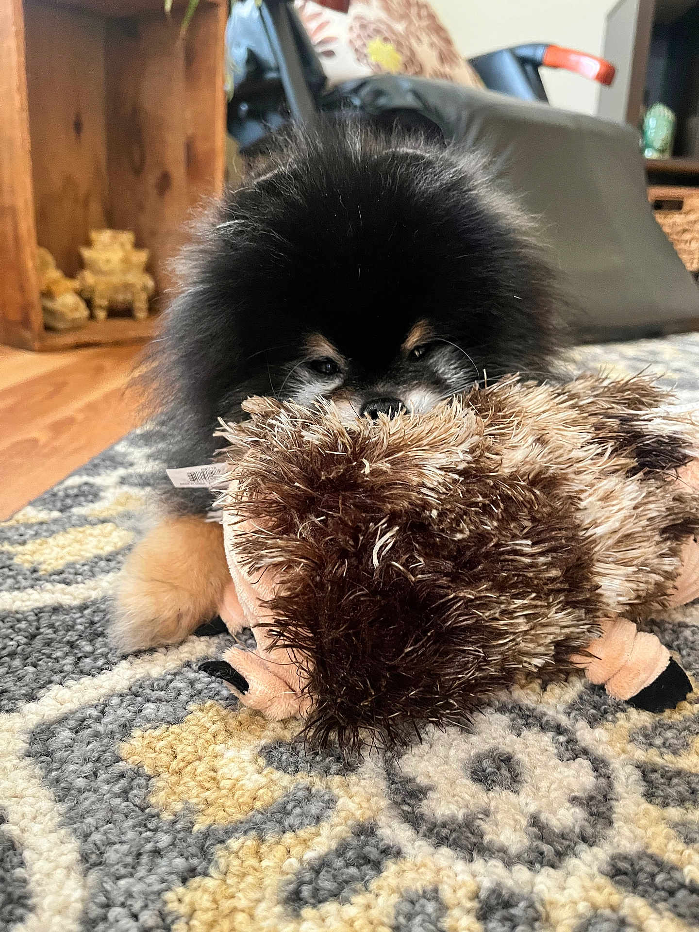 Bentley joined the competition — help win amazing prizes! dog, puppy, pomeranian, toy, plush_toy, carpet, indoor, pet, furry, cute, small_dog, playing, animal, home, floor, decor, cozy, black_fur, tan_fur, soft