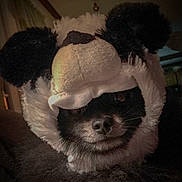 Bentley is registered to the contest to win money with this photo: dog, pet, animal, costume, hat, panda_hat, black_fur, cute, face, portrait, indoors, cozy, fur, closeup, small_dog, expression, whiskers, dark_background, soft_texture, headwear