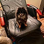 Bentley is registered to the contest to win money with this photo: dog, puppy, pomeranian, black_leather_chair, recliner, wooden_armrest, pet_bed, toys, floor, indoor, furniture, cozy, cute, fluffy, small_dog, pet, animal, home, living_room, chair