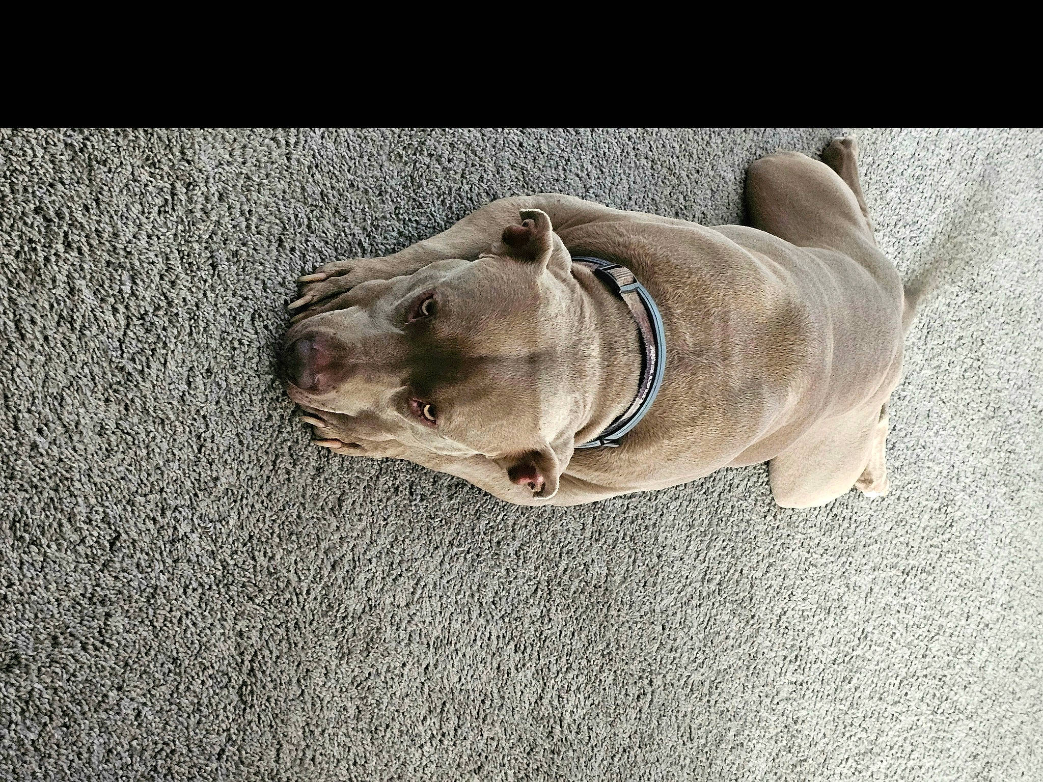 Thunder is registered to the contest to win money with this photo: canidae, carnivore, collar, companion_dog, dog, dog_breed, dog_collar, fawn, fur, grey, leash, metal, paw, snout, sporting_group, tail, terrestrial_animal, whiskers, working_animal, wrinkle