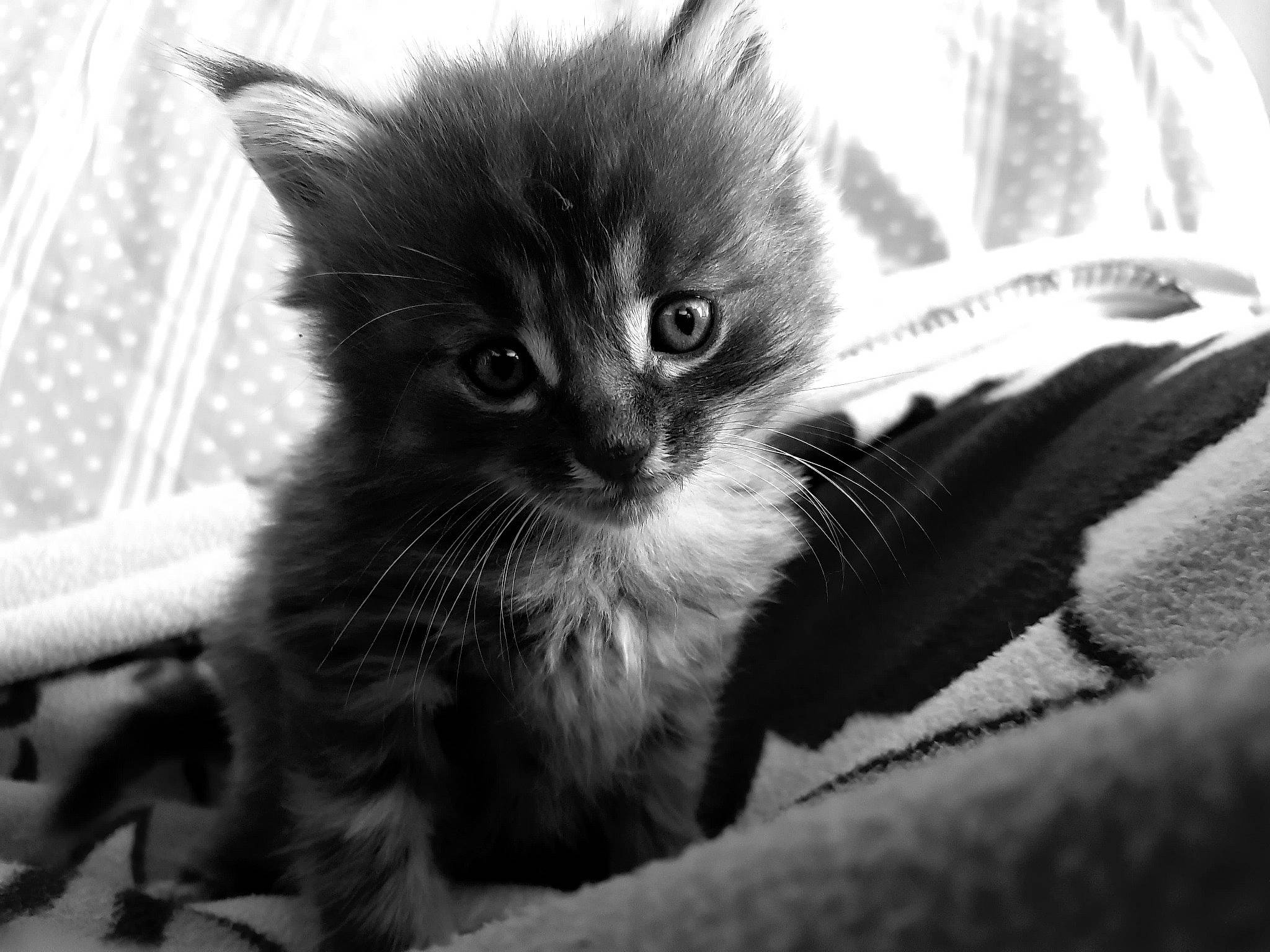 Kooky participe au concours pour gagner de l'argent avec cette photo : asian, black, black_and_white, black_cat, carnivore, cat, claw, domestic_long_haired_cat, domestic_short_haired_cat, eye, felidae, fur, kitten, monochrome, monochrome_photography, norwegian_forest_cat, ojos_azules, small_to_medium_sized_cats, snout, whiskers