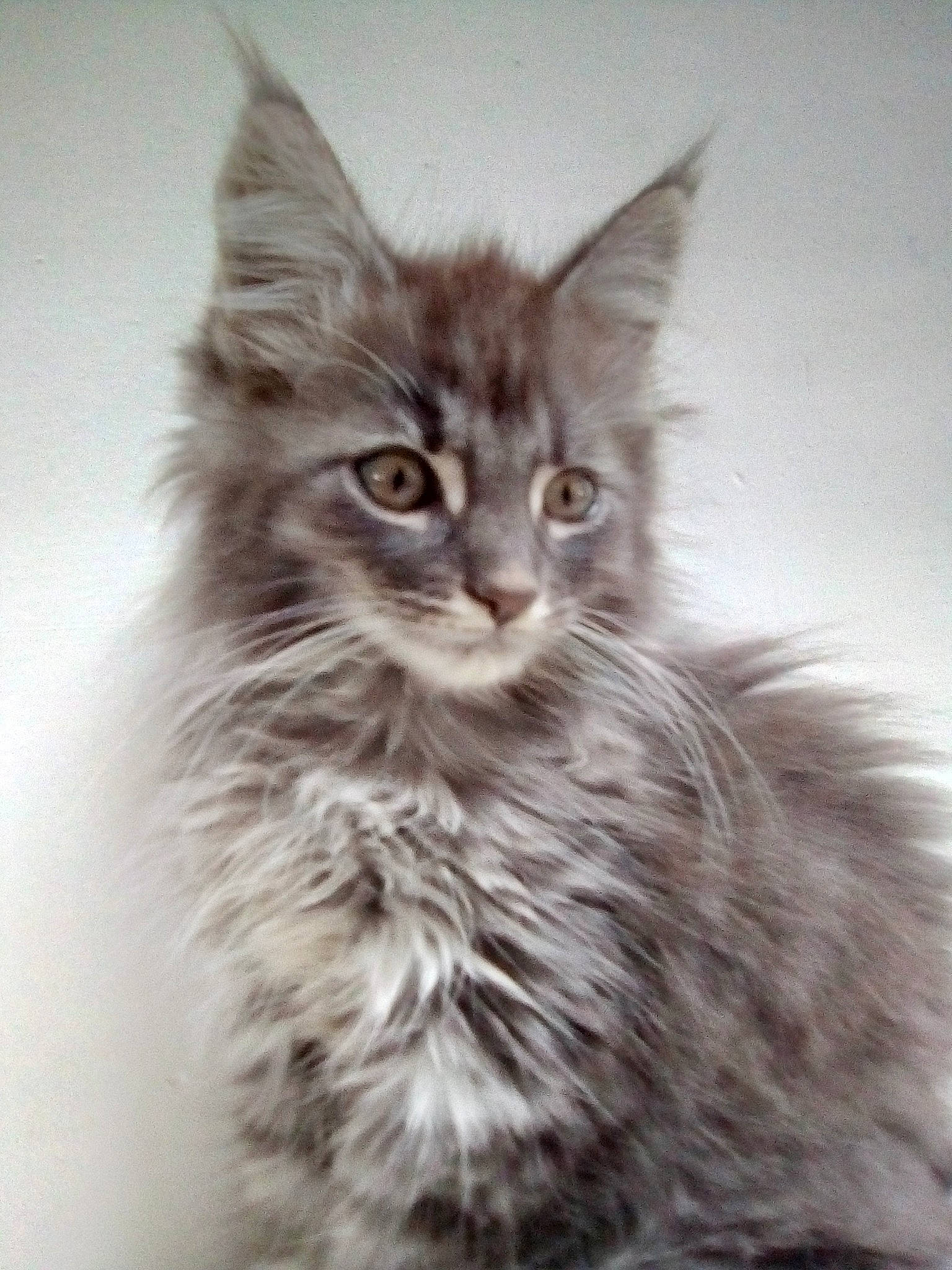 Kooky participe au concours pour gagner de l'argent avec cette photo : asian, asian_semi_longhair, black_and_white, british_longhair, british_semi_longhair, carnivore, cat, domestic_long_haired_cat, felidae, kitten, laperm, maine_coon, mammal, norwegian_forest_cat, ragamuffin, siberian, small_to_medium_sized_cats, vertebrate, whiskers