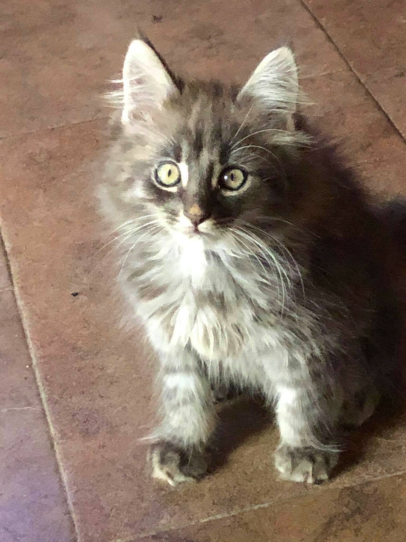 Kooky participe au concours pour gagner de l'argent avec cette photo : asian_semi_longhair, british_longhair, british_semi_longhair, carnivore, cat, cymric, domestic_long_haired_cat, eye, felidae, kitten, maine_coon, mammal, nebelung, norwegian_forest_cat, persian, ragamuffin, siberian, small_to_medium_sized_cats, vertebrate, whiskers