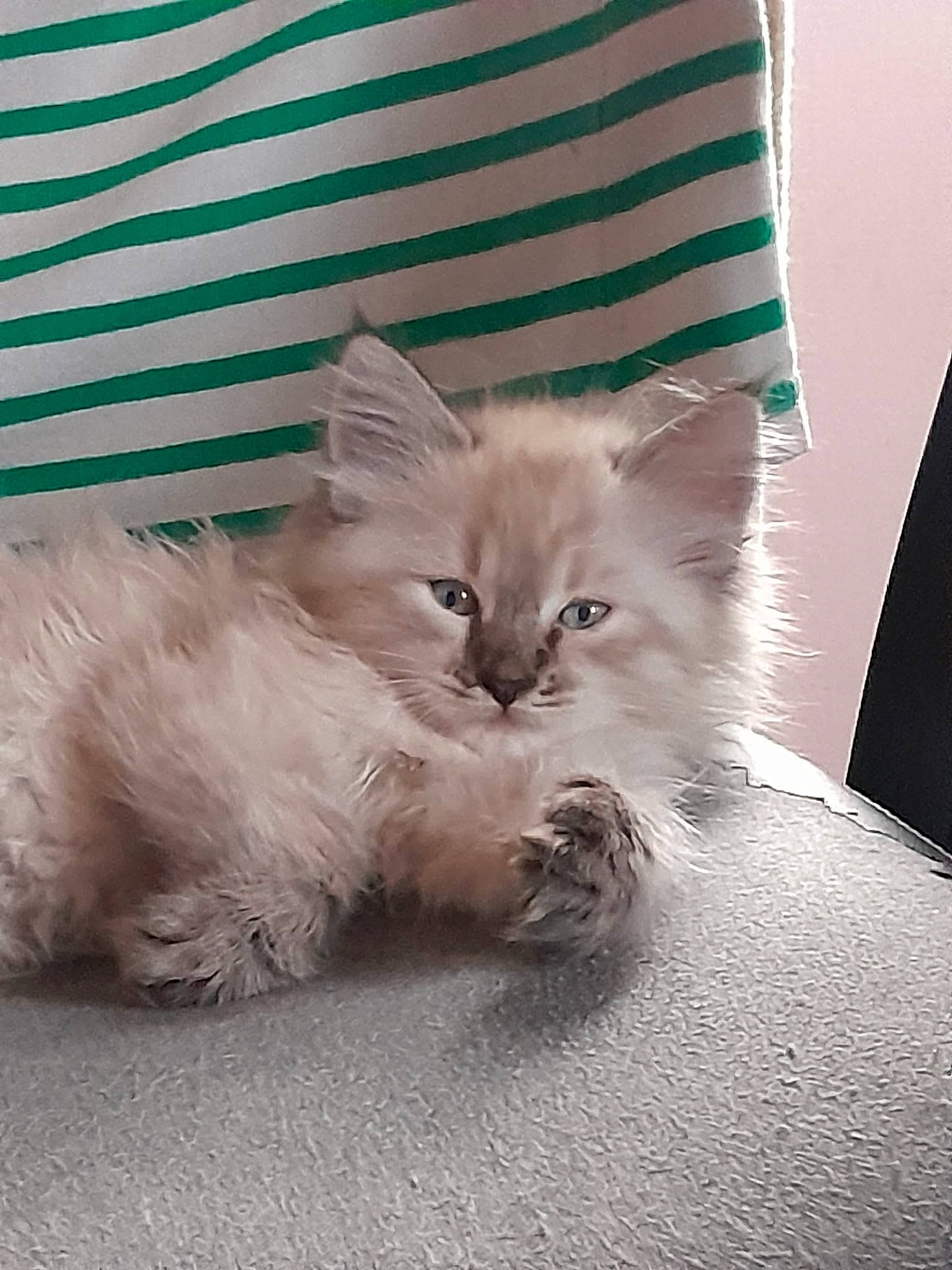 Douxyeux a rejoint le concours — aidez-le/la à gagner de superbes lots ! bed, carnivore, cat, claw, comfort, fawn, felidae, fur, nap, paw, ragdoll, small_to_medium_sized_cats, snout, tail, whiskers