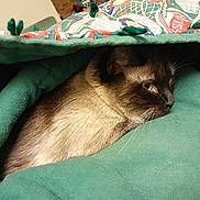 Cocoa is registered to the contest to win money with this photo: cat, siamese, pet, animal, feline, blanket, green, cozy, resting, indoor, fur, whiskers, cute, relaxed, comfort, snuggled, face, side_view, closeup, domestic_animal