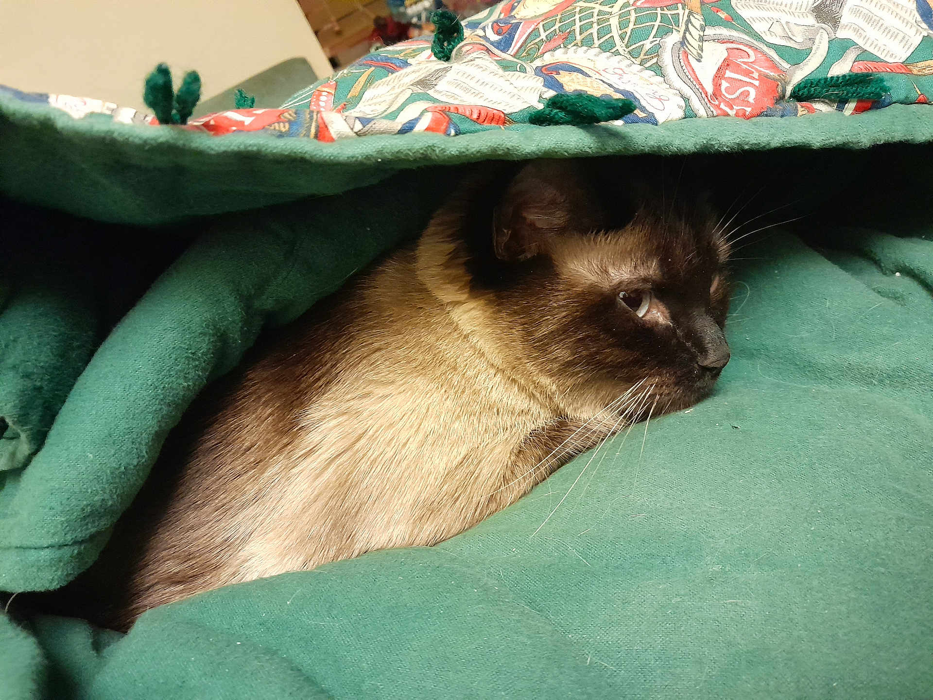 Cocoa