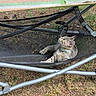 Mila joined the competition — help win amazing prizes! cat, tabby_cat, hammock, outdoor, nature, grass, ground, metal_frame, feline, pet, curious, relaxing, animal, collar, mesh, leaves, pine_cones, daylight, small_animal, resting