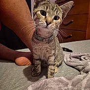 Mila is registered to the contest to win money with this photo: kitten, tabby_cat, pet, collar, bed, blanket, furniture, dresser, foot, leg, curious, indoor, animal, whiskers, ears, fur, domestic_cat, cute, young_cat, portrait
