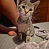 kitten, tabby_cat, pet, collar, bed, blanket, furniture, dresser, foot, leg, curious, indoor, animal, whiskers, ears, fur, domestic_cat, cute, young_cat, portrait