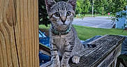 Mila is registered to the contest to win money with this photo: kitten, cat, tabby, outdoor, wood, railing, greenery, collar, pet, animal, curious, young, nature, tree, grass, fence, daylight, closeup, small, cute