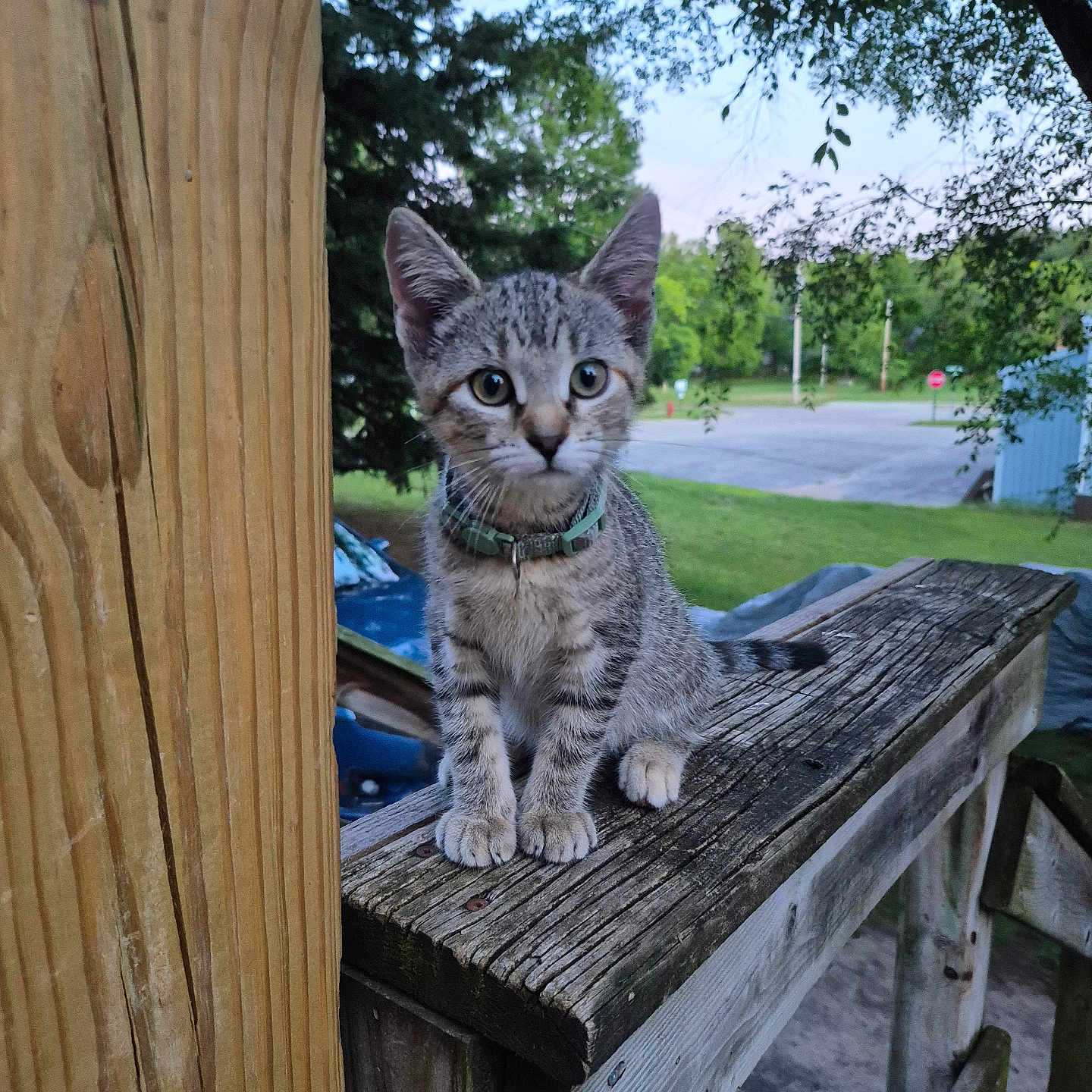 Mila
