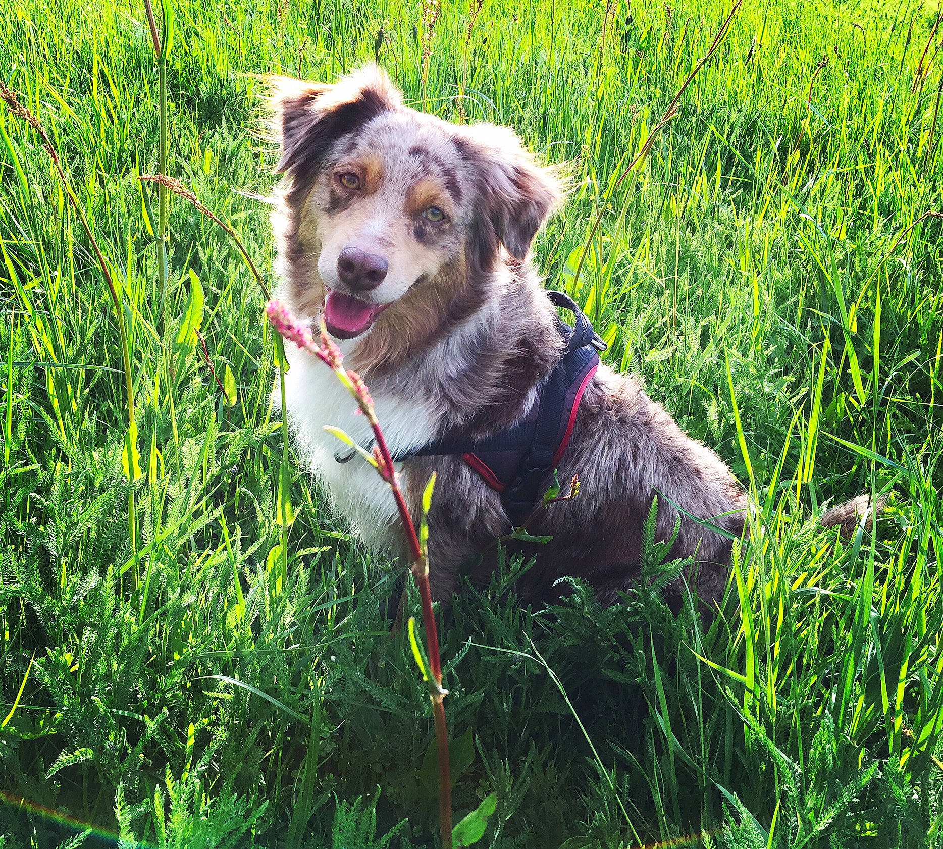 Folie participe au concours pour gagner de l'argent avec cette photo : australian_shepherd, canidae, carnivore, companion_dog, dog, dog_breed, german_longhaired_pointer, grass, grass_family, herding_dog, hunting_dog, koolie, large_munsterlander, mammal, plant, small_munsterlander, sporting_group, texas_heeler, vertebrate, working_dog