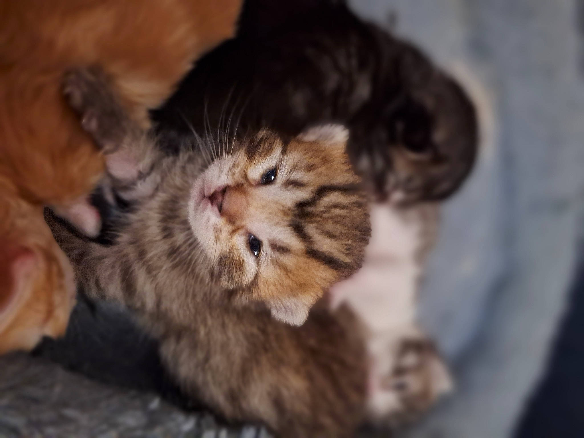 Cronos a rejoint le concours — aidez-le/la à gagner de superbes lots ! carnivore, cat, claw, comfort, domestic_short_haired_cat, fawn, felidae, fur, nap, paw, small_to_medium_sized_cats, tail, terrestrial_animal, whiskers, wood