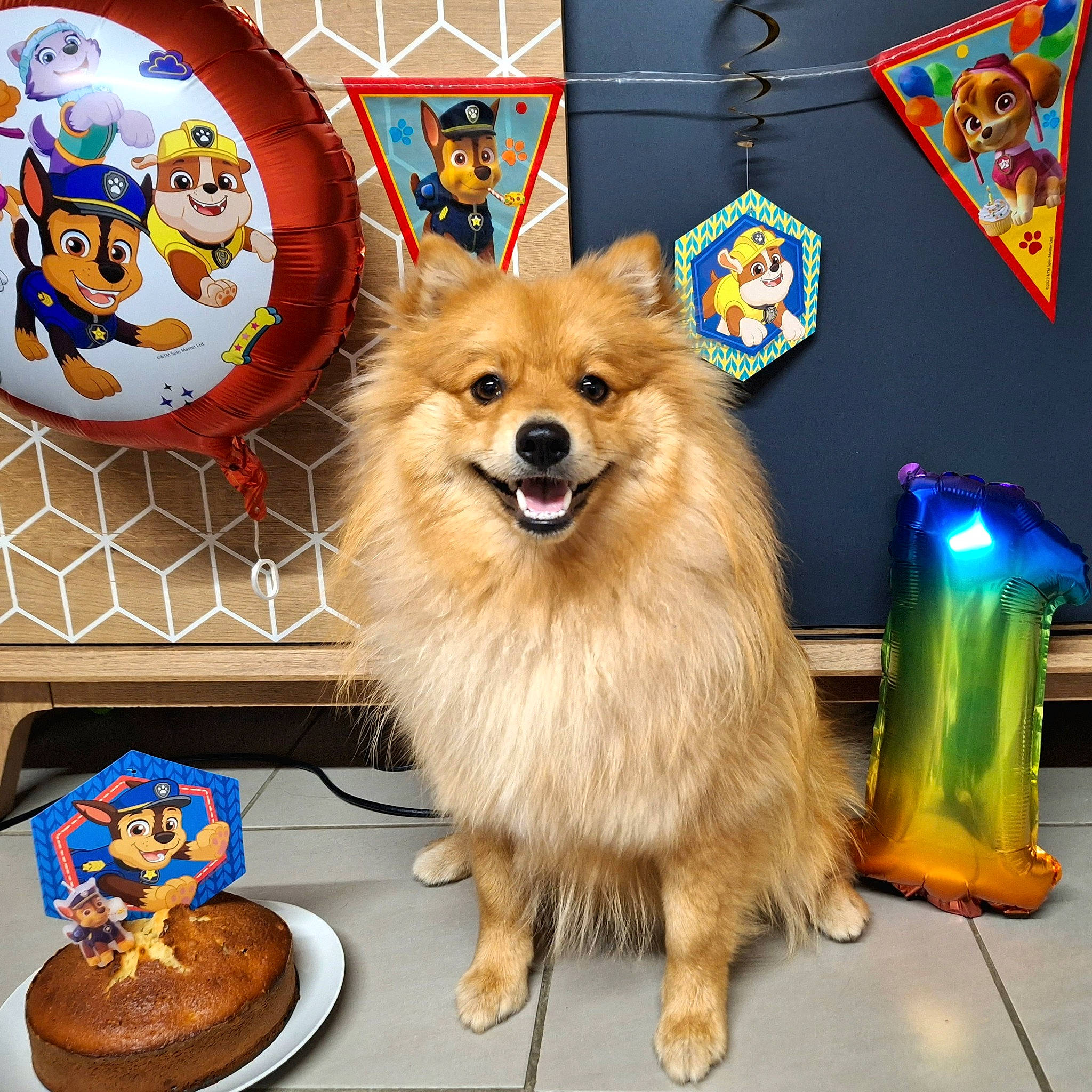 Woody a rejoint le concours — aidez-le/la à gagner de superbes lots ! ancient_dog_breeds, canidae, carnivore, companion_dog, dog, dog_breed, dog_supply, flooring, fun, fur, german_spitz, logo, serveware, smile, snout, spitz, sporting_group, toy_dog, whiskers