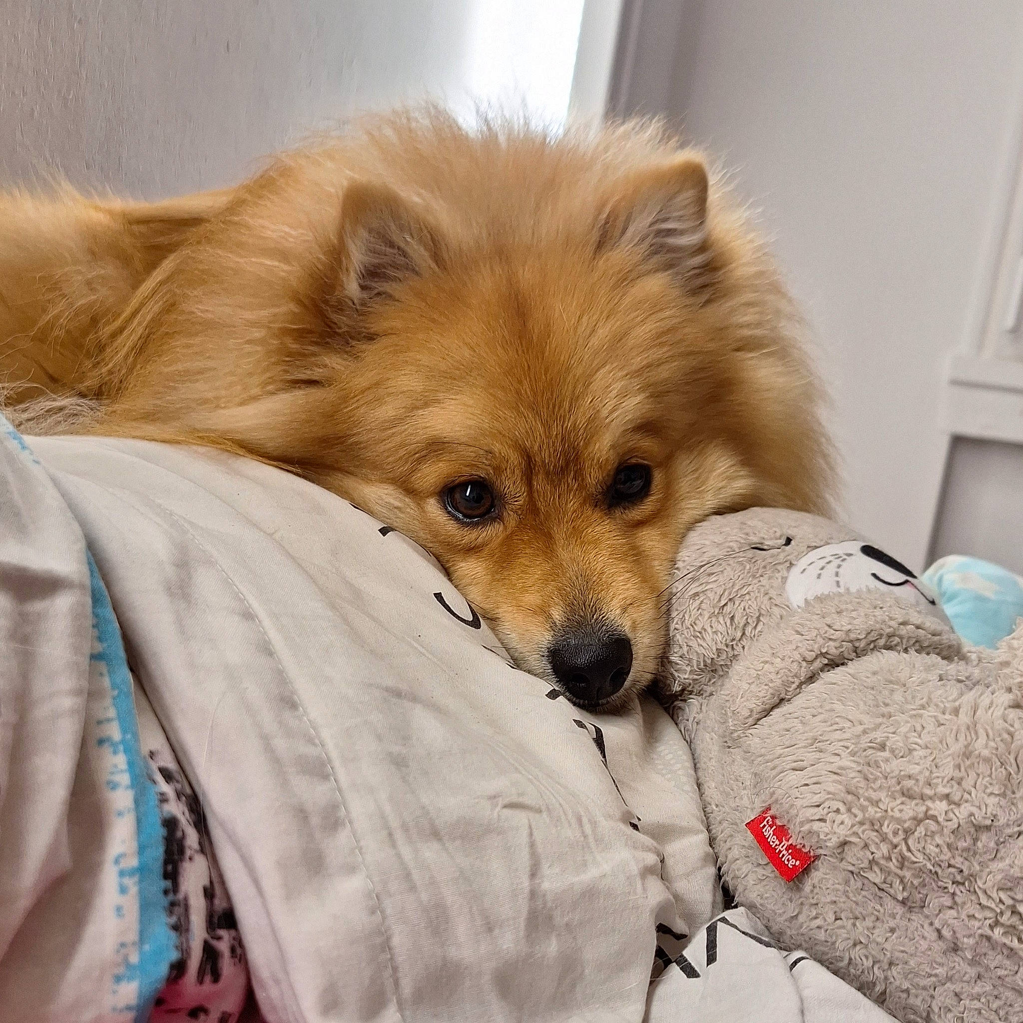 Woody participe au concours pour gagner de l'argent avec cette photo : canidae, carnivore, comfort, companion_dog, dog, dog_breed, dog_supply, eye, fawn, fur, german_spitz, german_spitz_mittel, head, liver, pomeranian, snout, sporting_group, toy_dog, whiskers, working_animal