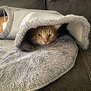 Boogie is registered to the contest to win money with this photo: animal, blanket, cat, comfort, couch, cozy, cute, face, fur, furniture, hideout, indoor, orange_cat, pet, plush, relaxation, resting, snug, soft, tabby