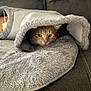 Boogie is registered to the contest to win money with this photo: animal, blanket, cat, comfort, couch, cozy, cute, face, fur, furniture, hideout, indoor, orange_cat, pet, plush, relaxation, resting, snug, soft, tabby