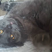 Tiggs is registered to the contest to win money with this photo: cat, gray_cat, pet, animal, indoor, lying_down, yellow_eyes, close_up, blurred, feline, whiskers, ears, fur, carpet, household, bedspread, relaxing, domestic_cat, cute, sleepy