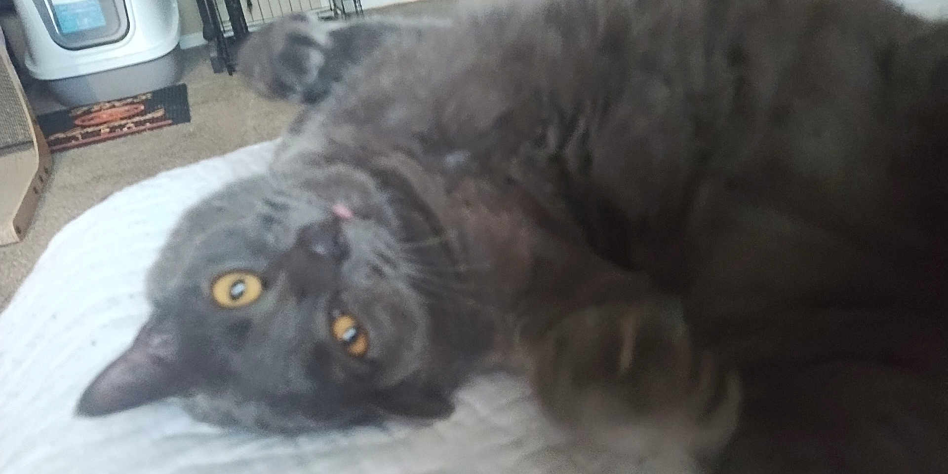 Tiggs is registered to the contest to win money with this photo: cat, gray_cat, pet, animal, indoor, lying_down, yellow_eyes, close_up, blurred, feline, whiskers, ears, fur, carpet, household, bedspread, relaxing, domestic_cat, cute, sleepy