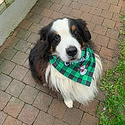 Ice Tea a rejoint le concours — aidez-le/la à gagner de superbes lots ! animal, bandana, bernese_mountain_dog, brick_path, canine, companion, cute, dog, friendly, fur, grass, green_bandana, looking_up, outdoor, pavement, pet, portrait, snowman, waiting, well_groomed
