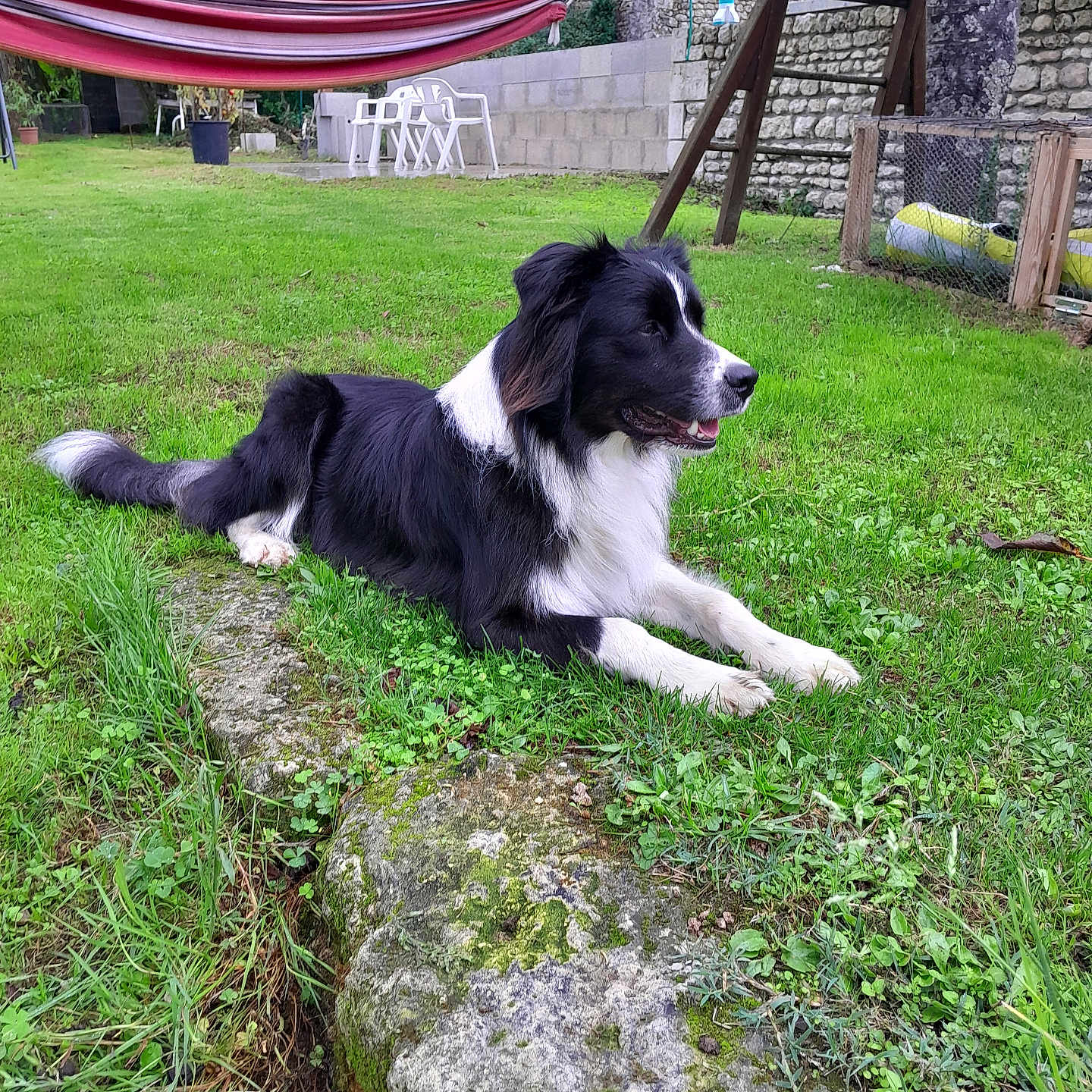 Vaskow a rejoint le concours — aidez-le/la à gagner de superbes lots ! black_and_white, canine, daylight, dog, fur, garden, grass, hammock, lawn, moss, nature, outdoor, pet, plant, plastic_chairs, relaxed, rock, stone_wall, tree, yard