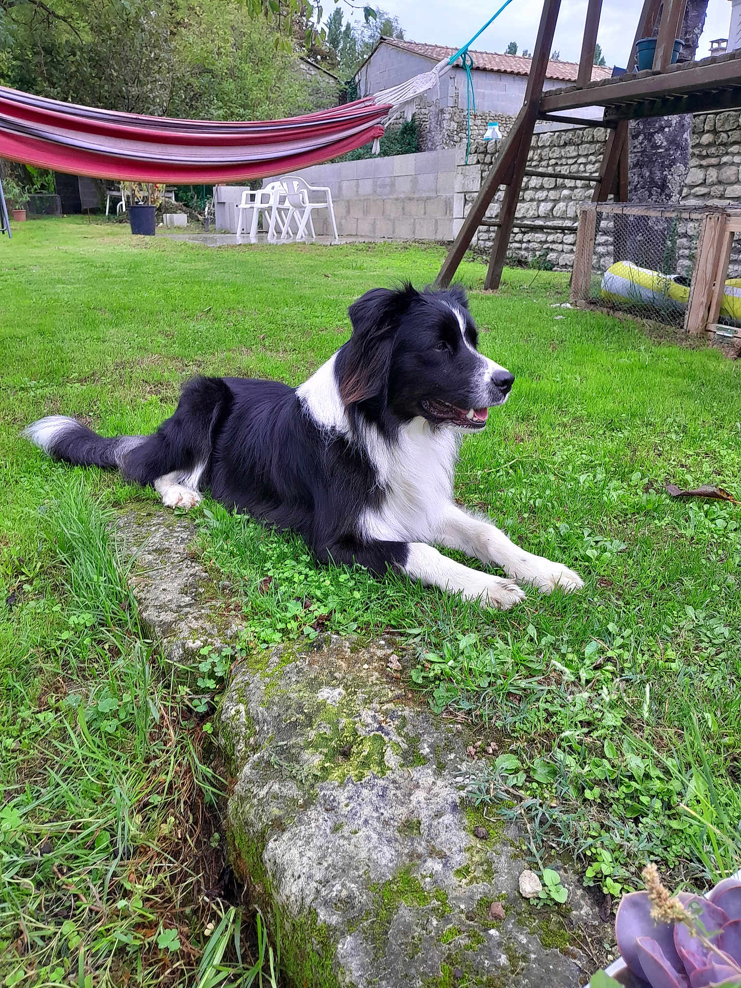 Vaskow a rejoint le concours — aidez-le/la à gagner de superbes lots ! dog, grass, outdoor, hammock, lawn, stone_wall, garden, relaxed, black_and_white, plastic_chairs, tree, plant, moss, rock, daylight, nature, pet, fur, canine, yard