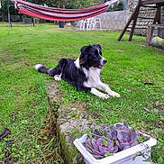 Vaskow a rejoint le concours — aidez-le/la à gagner de superbes lots ! dog, grass, succulent_plants, planter_box, hammock, white_chairs, stone_wall, garden, outdoor, pet, black_and_white_dog, relaxed, nature, yard, greenery, plants, summer, domestic_animal, leisure, backyard