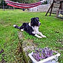 dog, grass, succulent_plants, planter_box, hammock, white_chairs, stone_wall, garden, outdoor, pet, black_and_white_dog, relaxed, nature, yard, greenery, plants, summer, domestic_animal, leisure, backyard