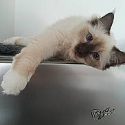 Alissa a rejoint le concours — aidez-le/la à gagner de superbes lots ! cat, fluffy, blue_eyes, paw, appliance, stainless_steel, whirlpool, relaxed, curious, indoor, pet, animal, fur, laying, close_up, cute, whiskers, ears, domestic_cat, mammal