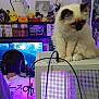 cat, person, computer, gaming, headphones, microphone, anime, poster, figurine, manga, shelf, chair, room, technology, desk, light, cable, white_cat, gamer, electronics