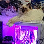 cat, fluffy_cat, gaming_pc, purple_light, anime_posters, computer_case, desk, controller, cord, room, technology, pet, electronics, indoor, feline, relaxed, purple_glow, poster, gamer_setup, cozy