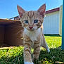 kitten, cat, orange_tabby, white_paws, grass, outdoor, sunlight, cardboard_box, blue_sky, playful, curious, young_animal, pet, whiskers, ears, green_eyes, nature, close_up, animal_face, exploration