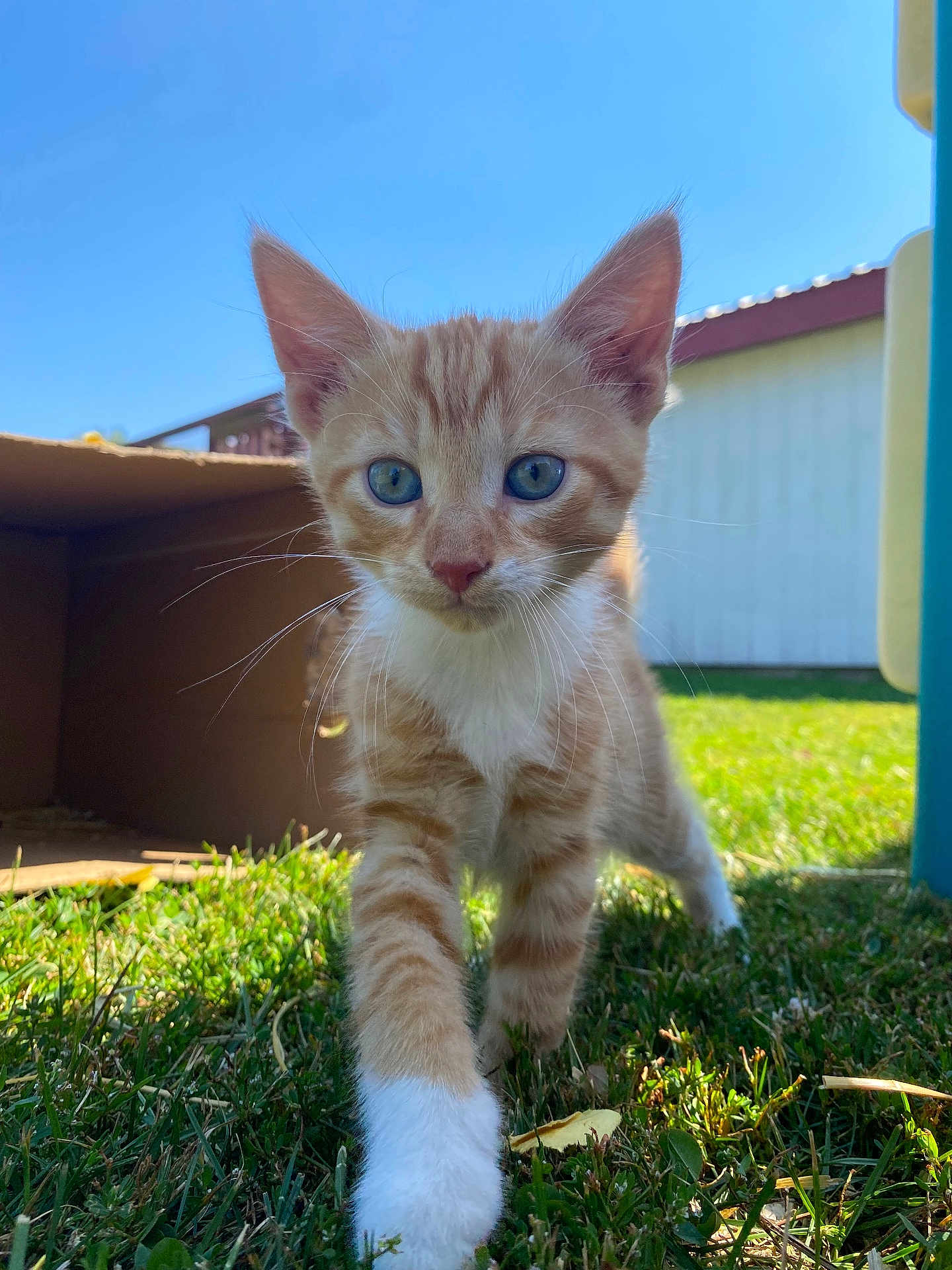 Gus Wilder joined the competition — help win amazing prizes! kitten, cat, orange_tabby, white_paws, grass, outdoor, sunlight, cardboard_box, blue_sky, playful, curious, young_animal, pet, whiskers, ears, green_eyes, nature, close_up, animal_face, exploration