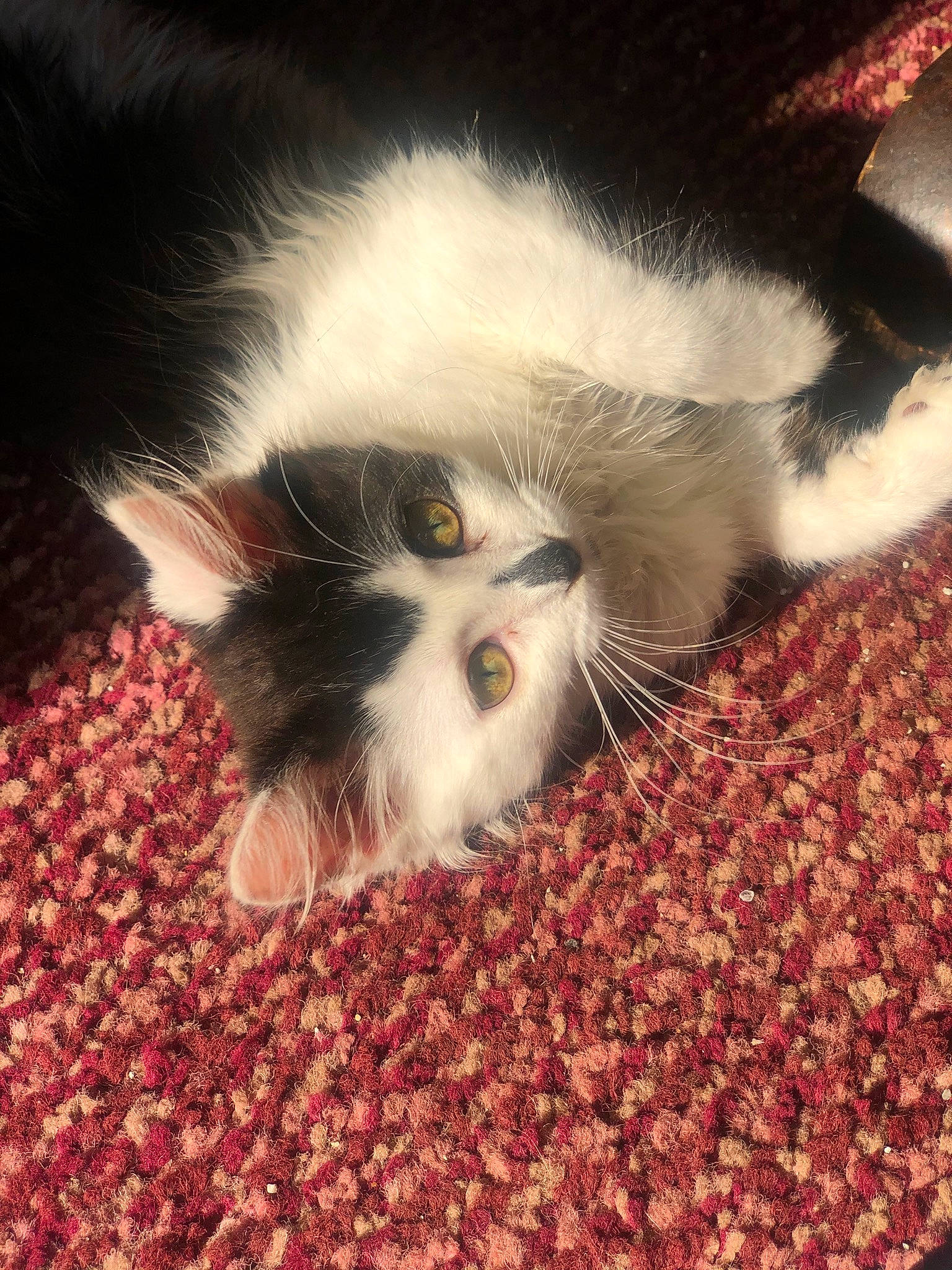 Fefe joined the competition — help win amazing prizes! carnivore, cat, domestic_long_haired_cat, felidae, fur, kitten, norwegian_forest_cat, polydactyl_cat, sky, small_to_medium_sized_cats, snout, whiskers